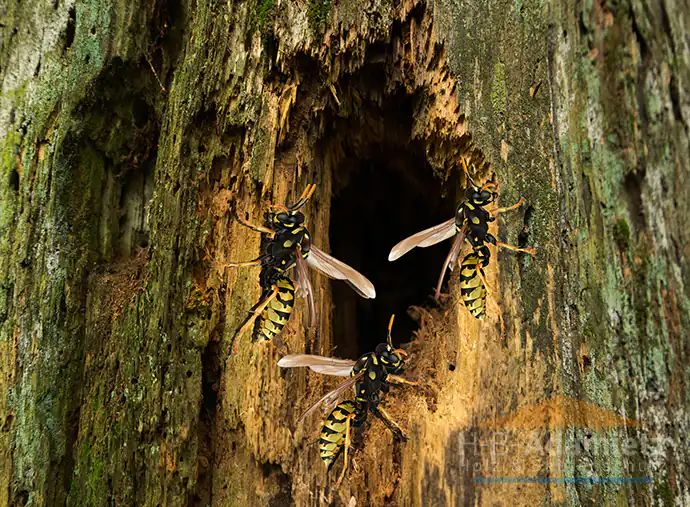 Holz mit Parasitenbefall, zum Beispiel mit Wespen